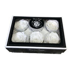 Trandafiri Criogenati XL WHI - 01 (dia. 6 - 6,5cm) - Depozitul de Criogenati