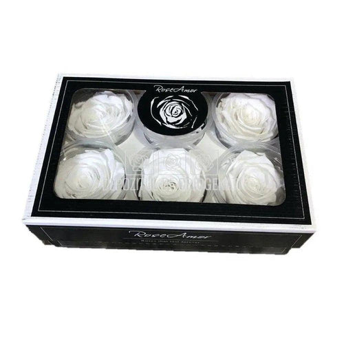 Trandafiri Criogenati XL WHI - 01 (dia. 6 - 6,5cm) - Depozitul de Criogenati