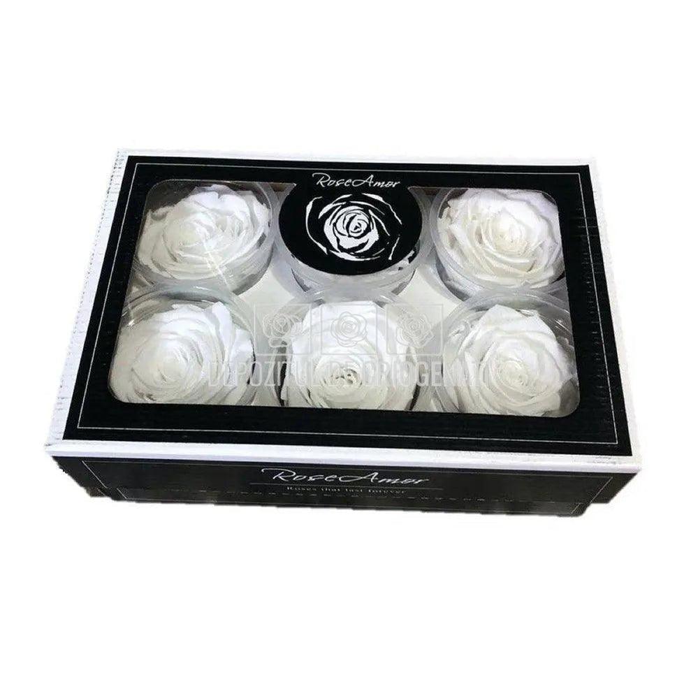 Trandafiri Criogenati XL WHI - 01 (dia. 6 - 6,5cm) - Depozitul de Criogenati