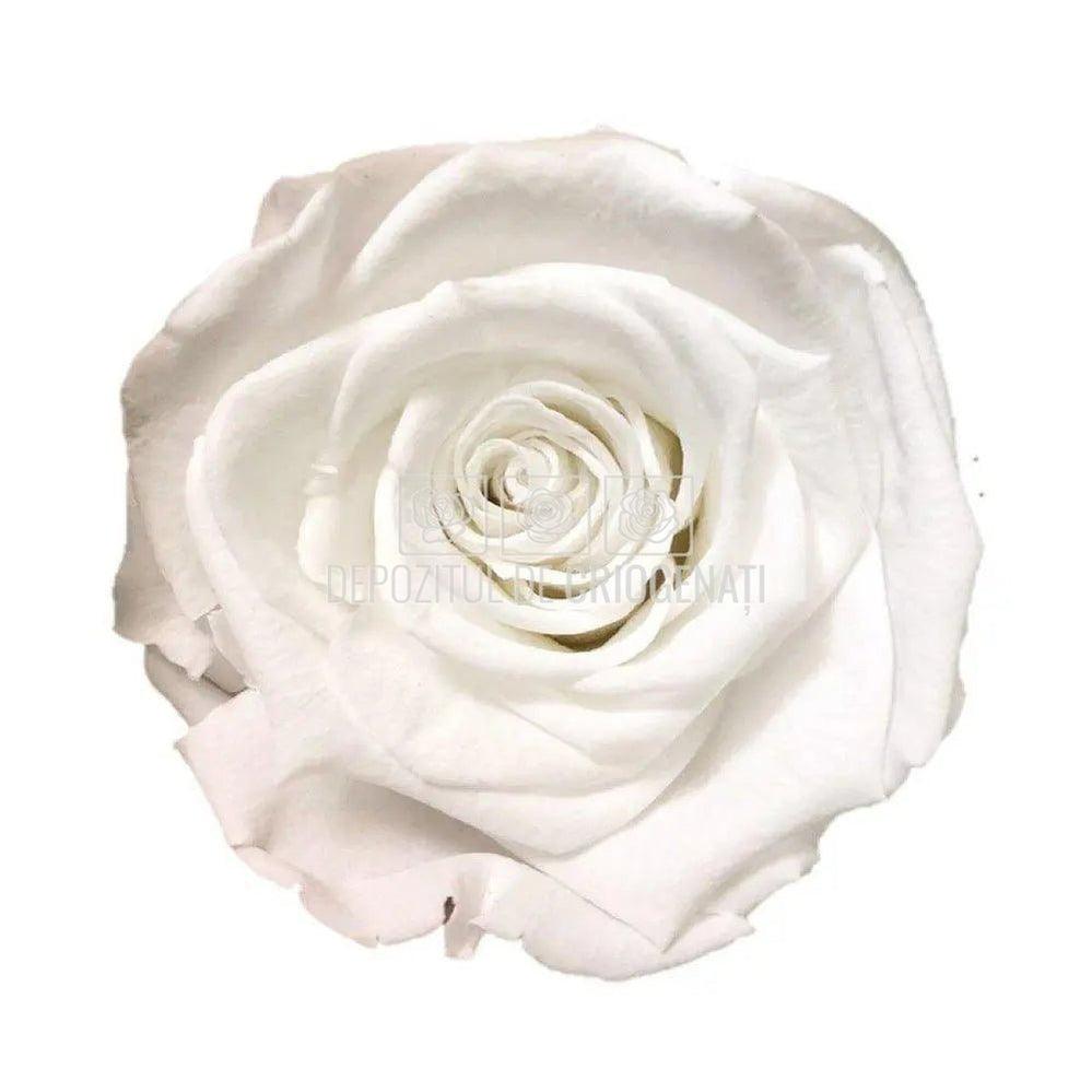 Trandafiri Criogenati XL WHI - 01 (dia. 6 - 6,5cm) - Depozitul de Criogenati