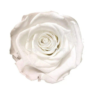 Trandafiri Criogenati XL WHI-01 (Ø6-6,5cm, set 6 buc /cutie) - DepozituldeCriogenati.ro
