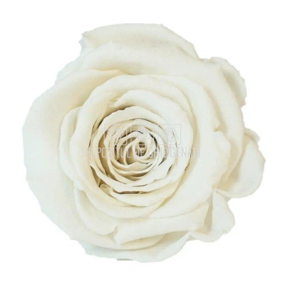 Trandafiri Criogenati XL WHI - 04 (dia. 6 - 6,5cm) - Depozitul de Criogenati