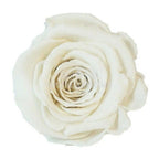 Trandafiri Criogenati XL WHI - 04 (dia. 6 - 6,5cm) - Depozitul de Criogenati