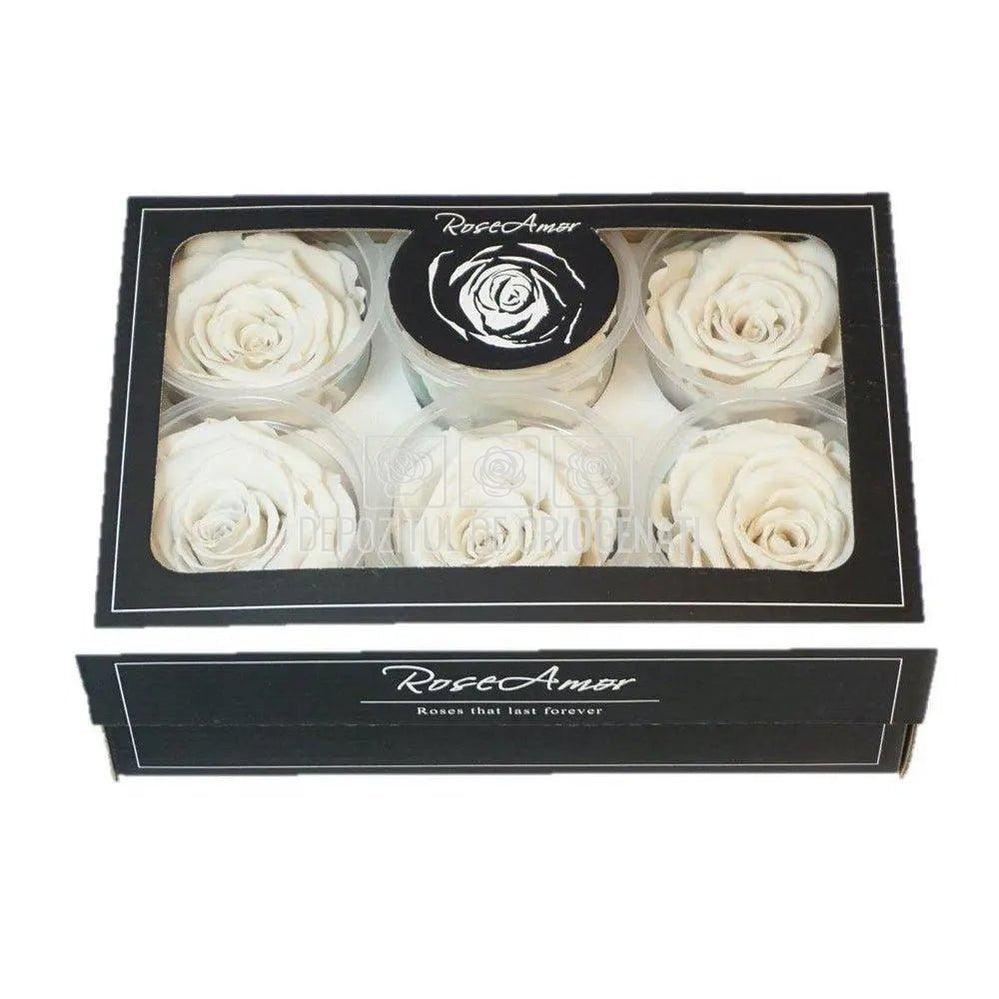 Trandafiri Criogenati XL WHI-04 (Ø6-6,5cm, set 6 buc /cutie) - DepozituldeCriogenati.ro