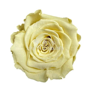 Trandafiri Criogenati XL YEL-01 (Ø6-6,5cm, set 6 buc /cutie) - DepozituldeCriogenati.ro