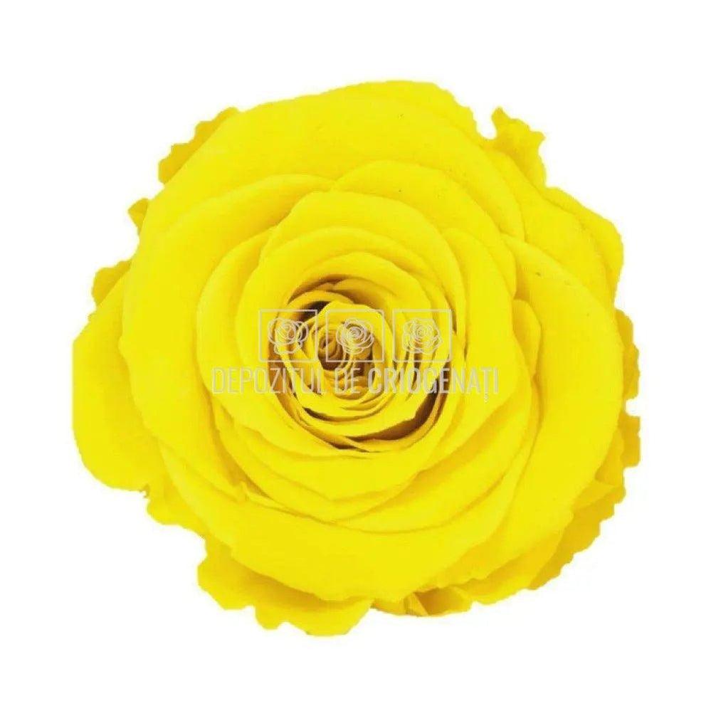 Trandafiri Criogenati XL YEL - 02 (dia. 6 - 6,5cm) - Depozitul de Criogenati
