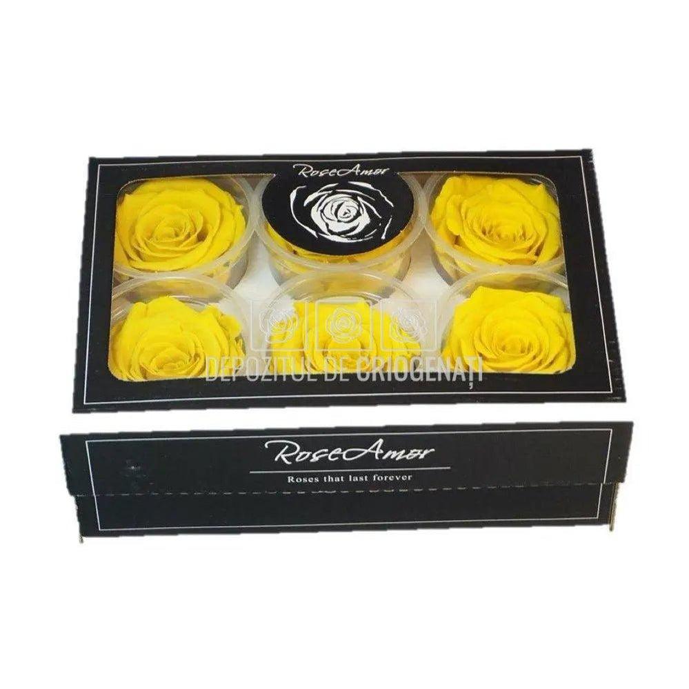 Trandafiri Criogenati XL YEL-02 (Ø6-6,5cm, set 6 buc /cutie) - DepozituldeCriogenati.ro