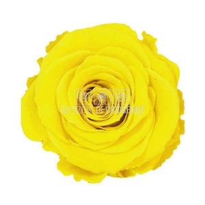 Trandafiri Criogenati XL YEL-02 (Ø6-6,5cm, set 6 buc /cutie) - DepozituldeCriogenati.ro