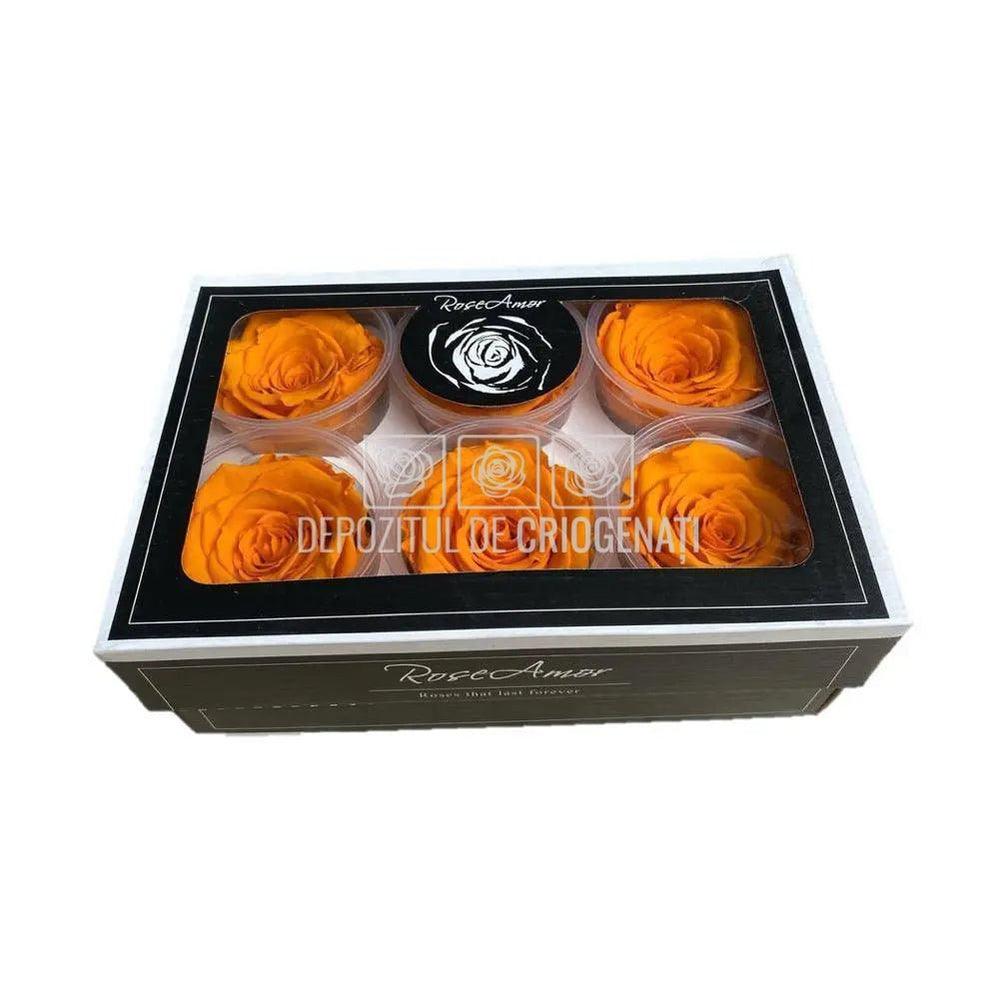 Trandafiri Criogenati XL YEL-04 (Ø6-6,5cm, set 6 buc /cutie) - DepozituldeCriogenati.ro