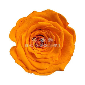 Trandafiri Criogenati XL YEL-04 (Ø6-6,5cm, set 6 buc /cutie) - DepozituldeCriogenati.ro