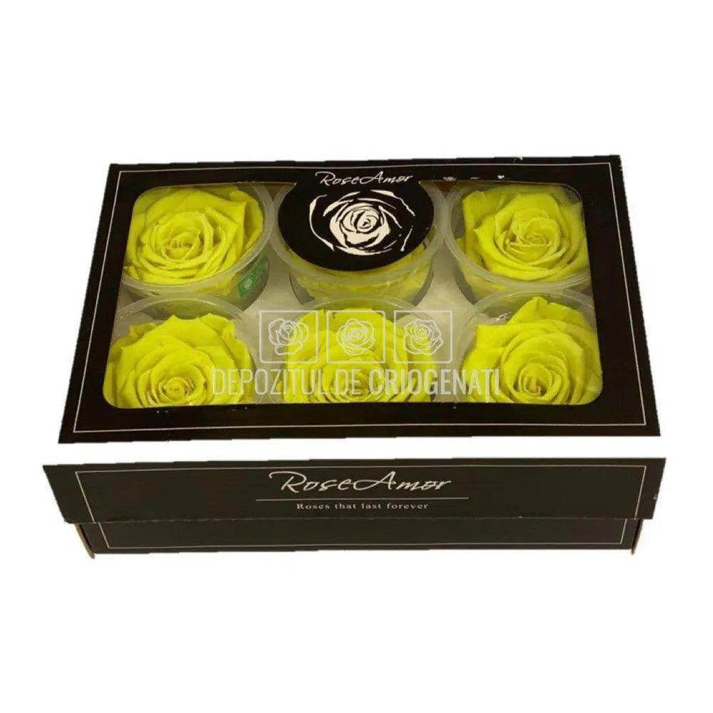 Trandafiri Criogenati XL YEL-05 (Ø6-6,5cm, set 6 buc /cutie) - DepozituldeCriogenati.ro