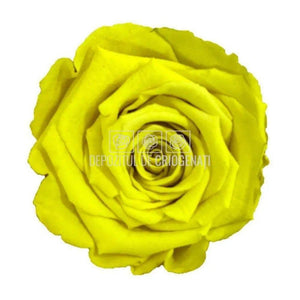 Trandafiri Criogenati XL YEL-05 (Ø6-6,5cm, set 6 buc /cutie) - DepozituldeCriogenati.ro