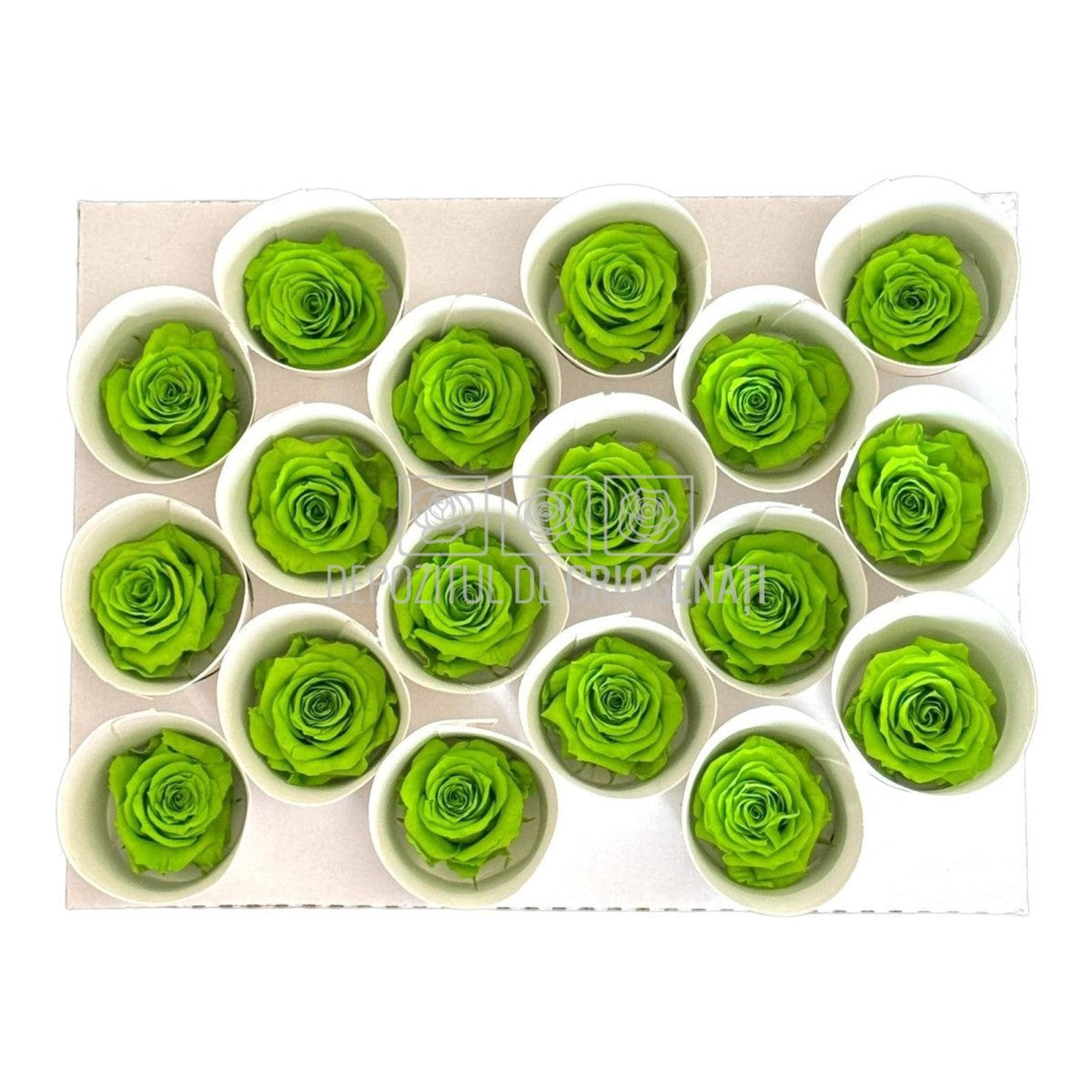 Trandafiri Criogenati XS GRE-05 (dia. 3cm, set 18 buc /cutie) - DepozituldeCriogenati.ro