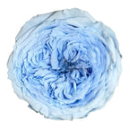 Trandafiri de gradina AMELIA BLU-89 (dia. 3-4cm, set 12 buc /cutie) - DepozituldeCriogenati.ro