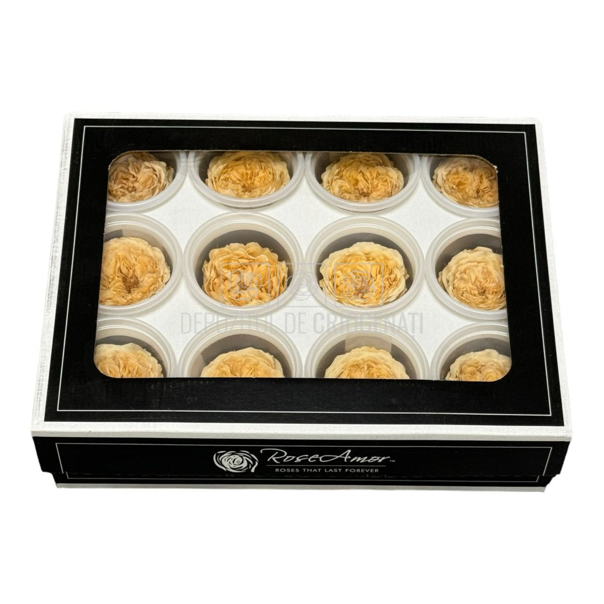 Trandafiri de gradina AMELIA CHA-01 (dia. 3-4cm, set 12 buc /cutie) - DepozituldeCriogenati.ro