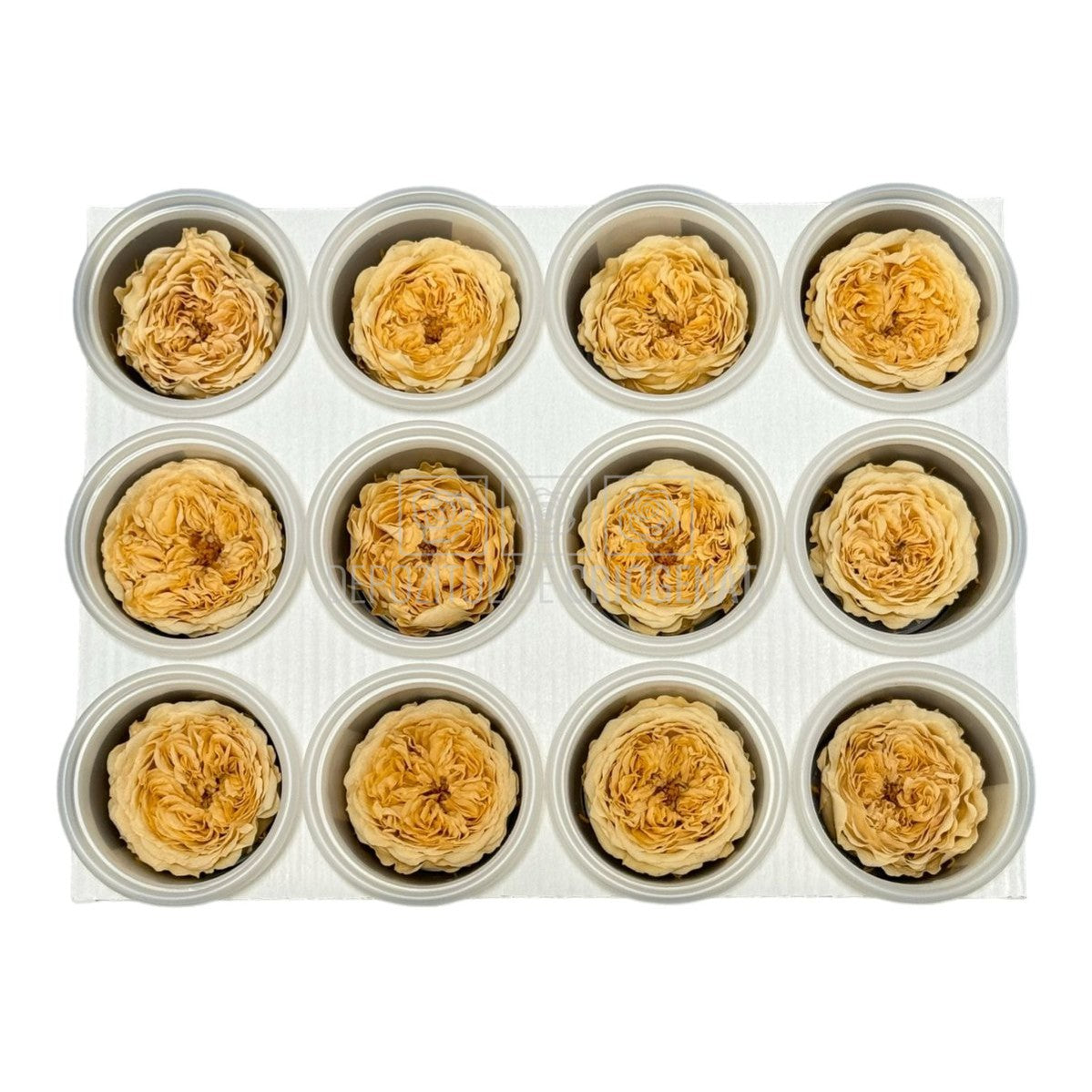 Trandafiri de gradina AMELIA CHA-01 (dia. 3-4cm, set 12 buc /cutie) - DepozituldeCriogenati.ro