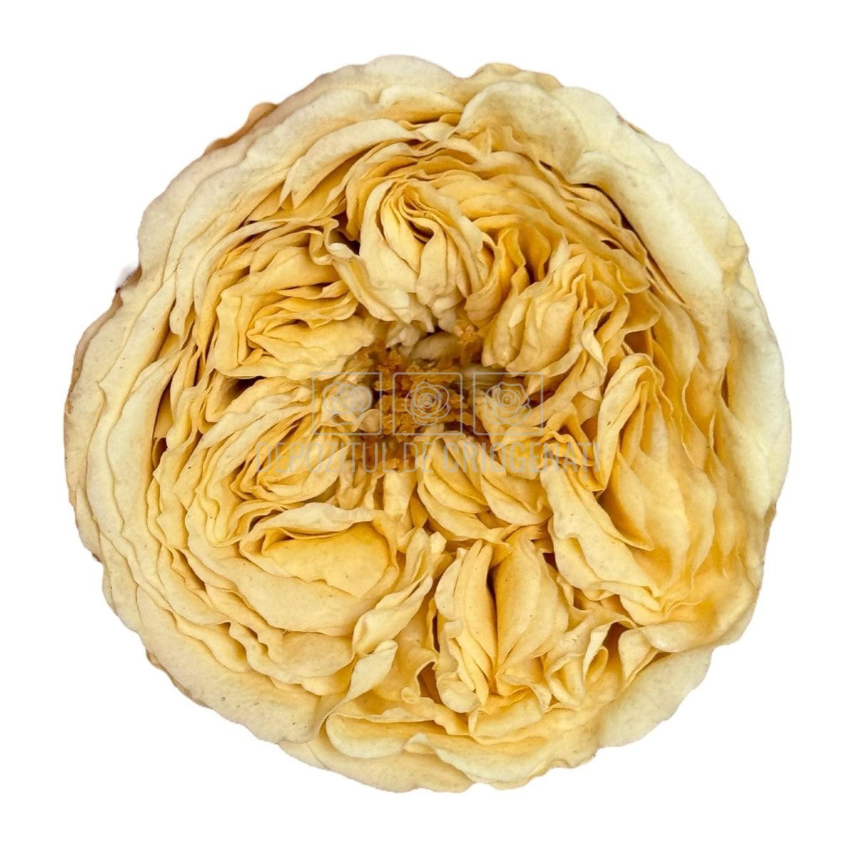 Trandafiri de gradina AMELIA CHA-01 (dia. 3-4cm, set 12 buc /cutie) - DepozituldeCriogenati.ro