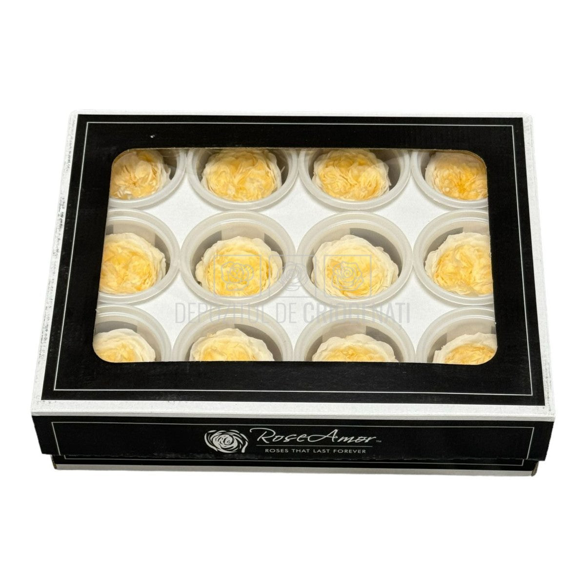 Trandafiri de gradina AMELIA CHA-99 (dia. 3-4cm, set 12 buc /cutie) - DepozituldeCriogenati.ro