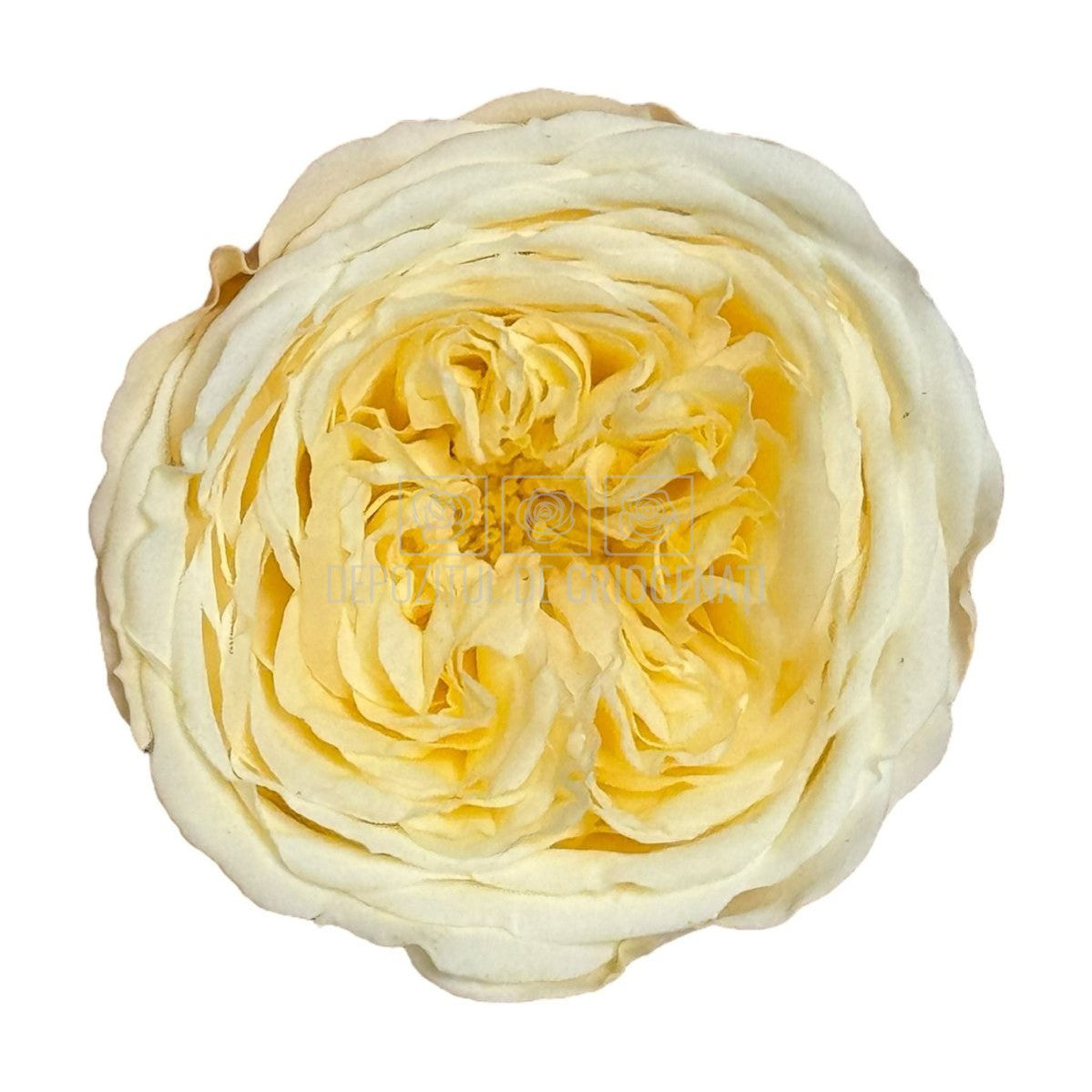 Trandafiri de gradina AMELIA CHA-99 (dia. 3-4cm, set 12 buc /cutie) - DepozituldeCriogenati.ro