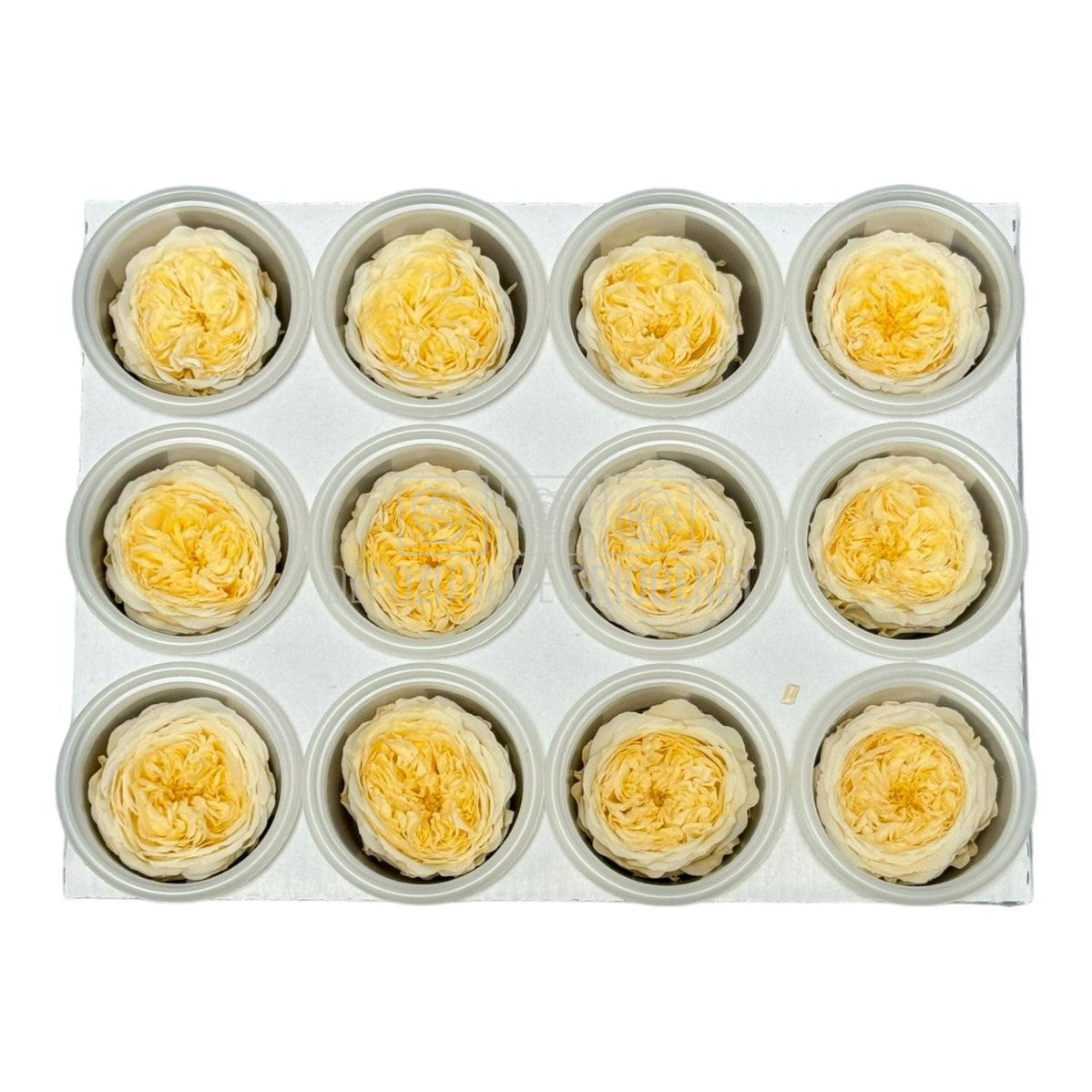 Trandafiri de gradina AMELIA CHA-99 (dia. 3-4cm, set 12 buc /cutie) - DepozituldeCriogenati.ro