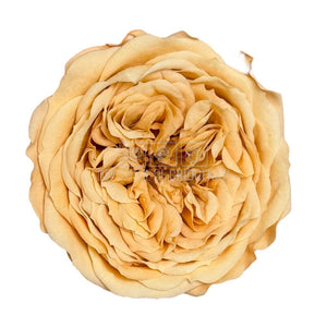 Trandafiri de gradina AMELIA PEA-01 (dia. 3-4cm, set 12 buc /cutie) - DepozituldeCriogenati.ro