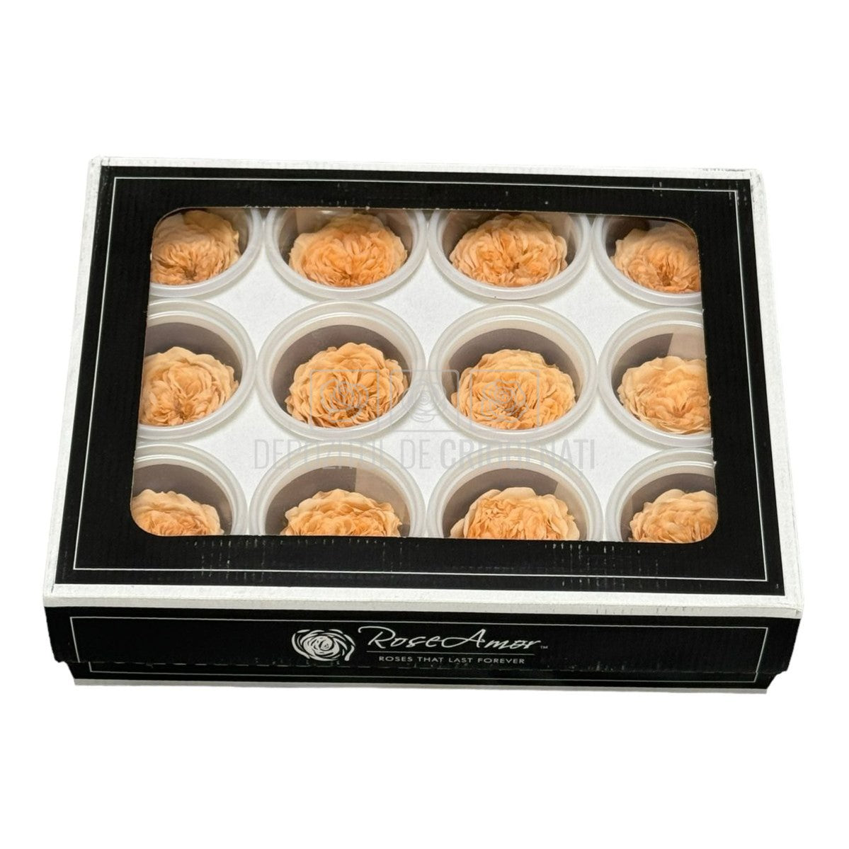 Trandafiri de gradina AMELIA PEA-01 (dia. 3-4cm, set 12 buc /cutie) - DepozituldeCriogenati.ro