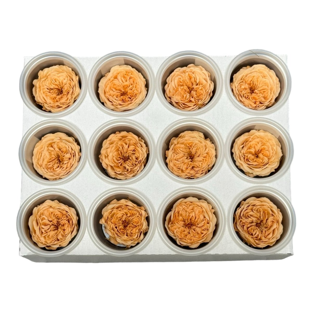 Trandafiri de gradina AMELIA PEA-01 (dia. 3-4cm, set 12 buc /cutie) - DepozituldeCriogenati.ro