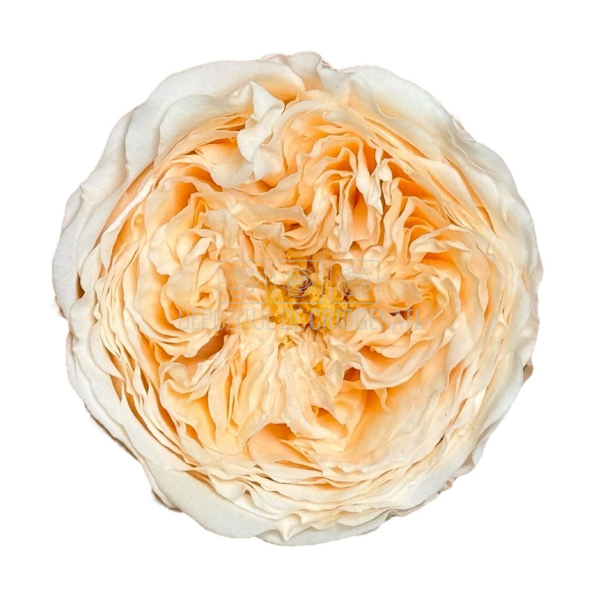 Trandafiri de gradina AMELIA PEA-89 (dia. 3-4cm, set 12 buc /cutie) - DepozituldeCriogenati.ro