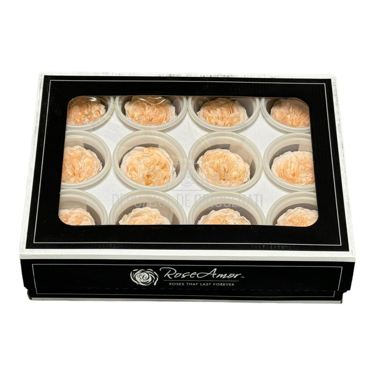 Trandafiri de gradina AMELIA PEA-89 (dia. 3-4cm, set 12 buc /cutie) - DepozituldeCriogenati.ro