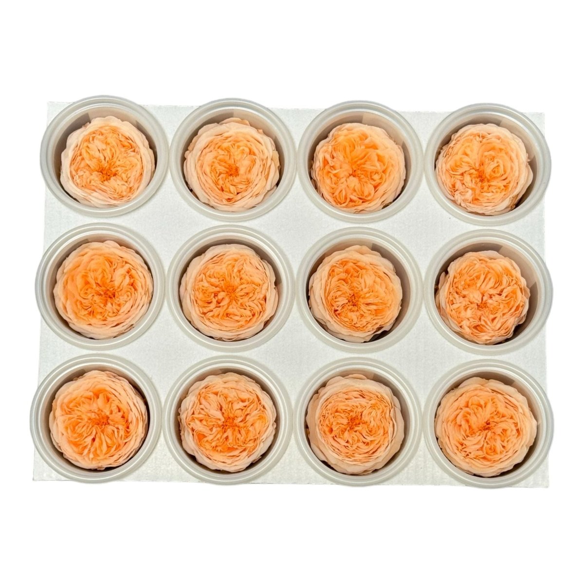 Trandafiri de gradina AMELIA PEA-99 (dia. 3-4cm, set 12 buc /cutie) - DepozituldeCriogenati.ro