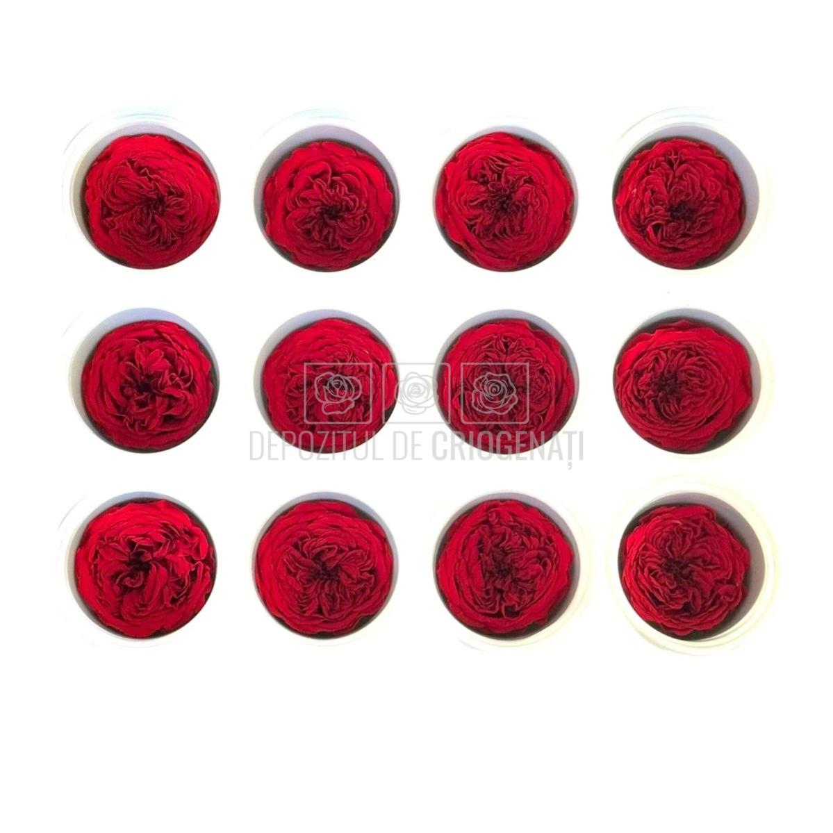 Trandafiri de gradina AMELIA RED-01 (Ø3-4cm x H2-3cm) - Depozitul de Criogenati