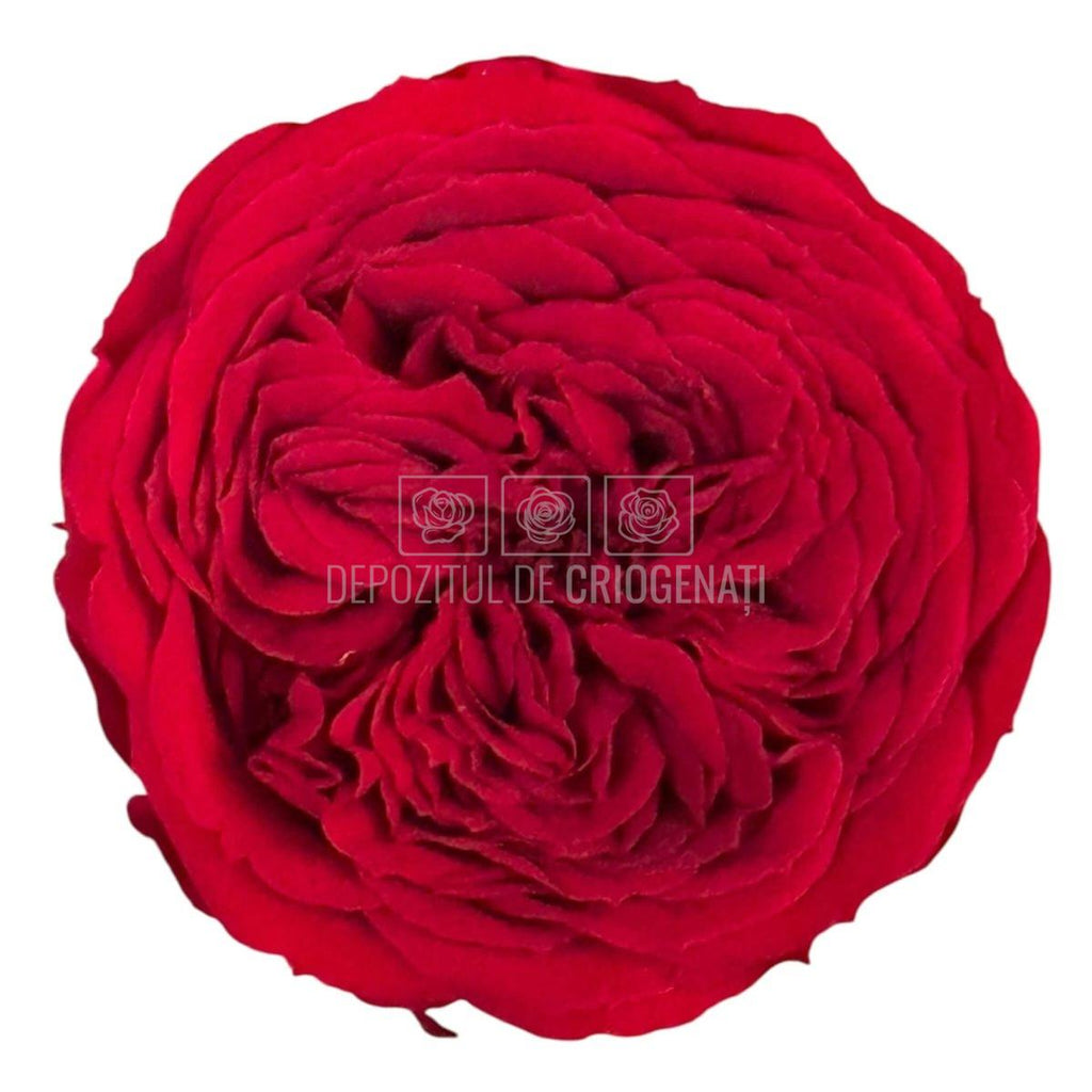 Trandafiri de gradina AMELIA RED-01 (Ø3-4cm x H2-3cm) - Depozitul de Criogenati