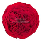 Trandafiri de gradina AMELIA RED-01 (Ø3-4cm x H2-3cm) - Depozitul de Criogenati