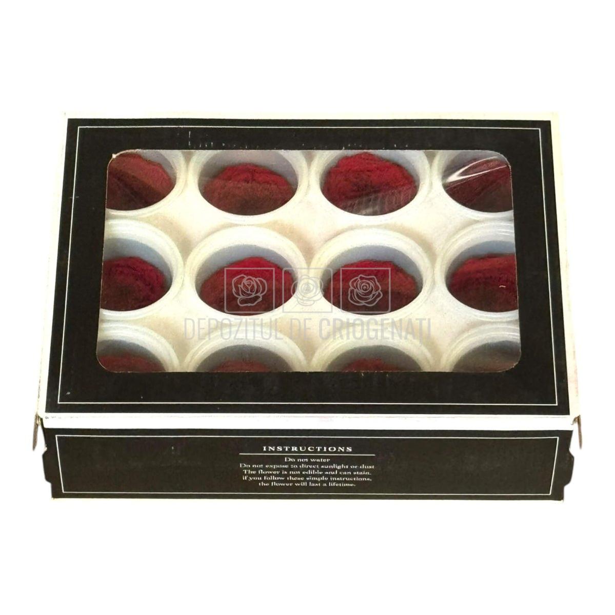 Trandafiri de gradina AMELIA RED-01 (Ø3-4cm x H2-3cm) - Depozitul de Criogenati