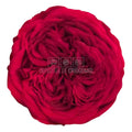 Trandafiri de gradina AMELIA RED-01 (Ø3-4cm x H2-3cm) - Depozitul de Criogenati