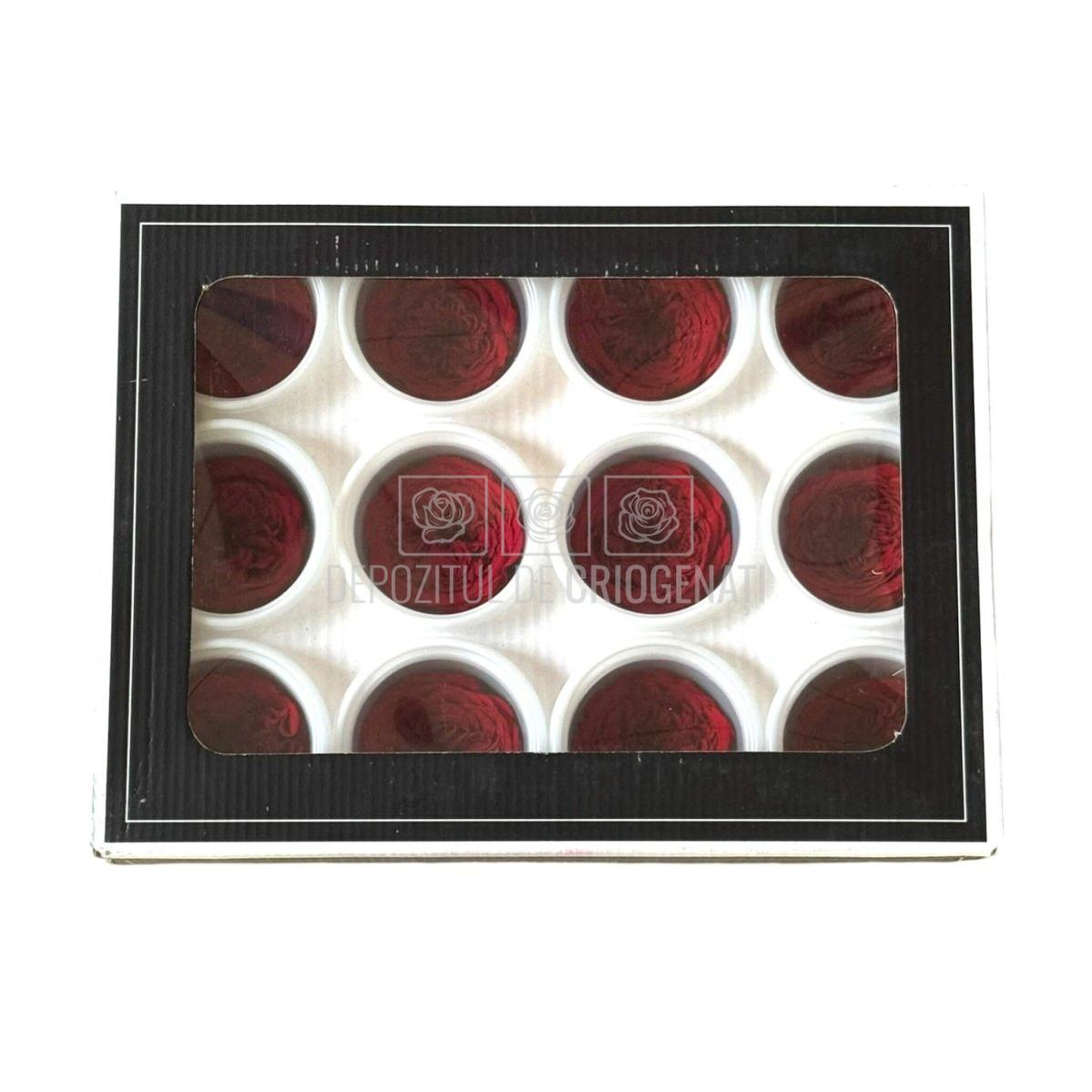 Trandafiri de gradina AMELIA RED-01 (Ø3-4cm x H2-3cm) - Depozitul de Criogenati