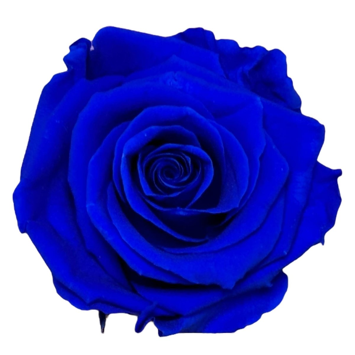 Trandafiri STANDARD DARK BLUE (dia. 5-5,5cm; set 6 buc /cutie) - DepozituldeCriogenati.ro