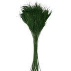Tree Fern Verde (Buchet Criogenat) - DepozituldeCriogenati.ro