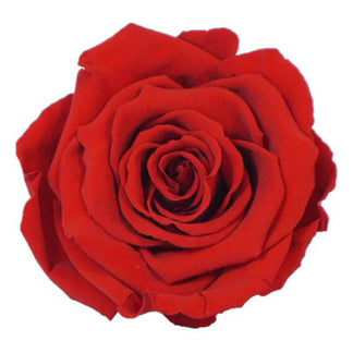 Trandafiri Roseamor