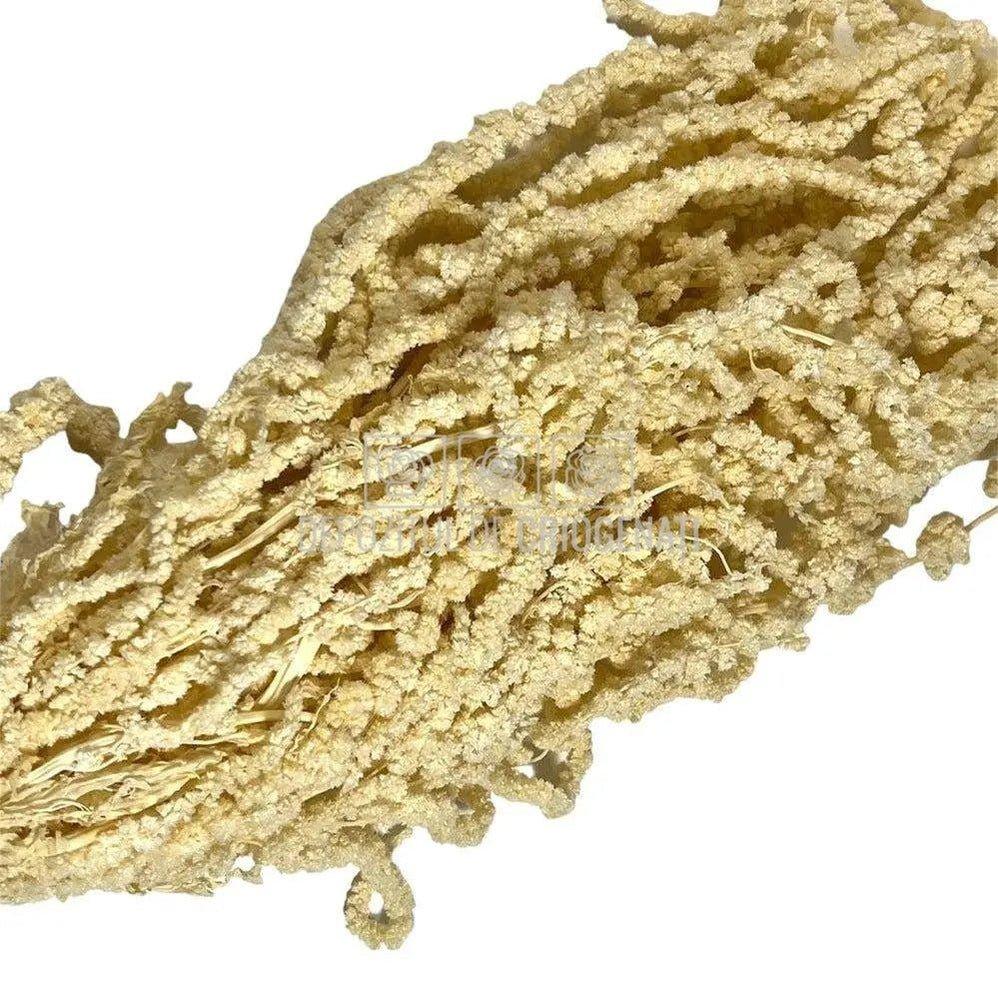 Amaranthus Alb (Buchet Criogenat) - DepozituldeCriogenati.ro