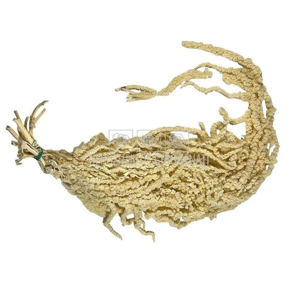 Amaranthus Alb (Buchet Criogenat) - DepozituldeCriogenati.ro