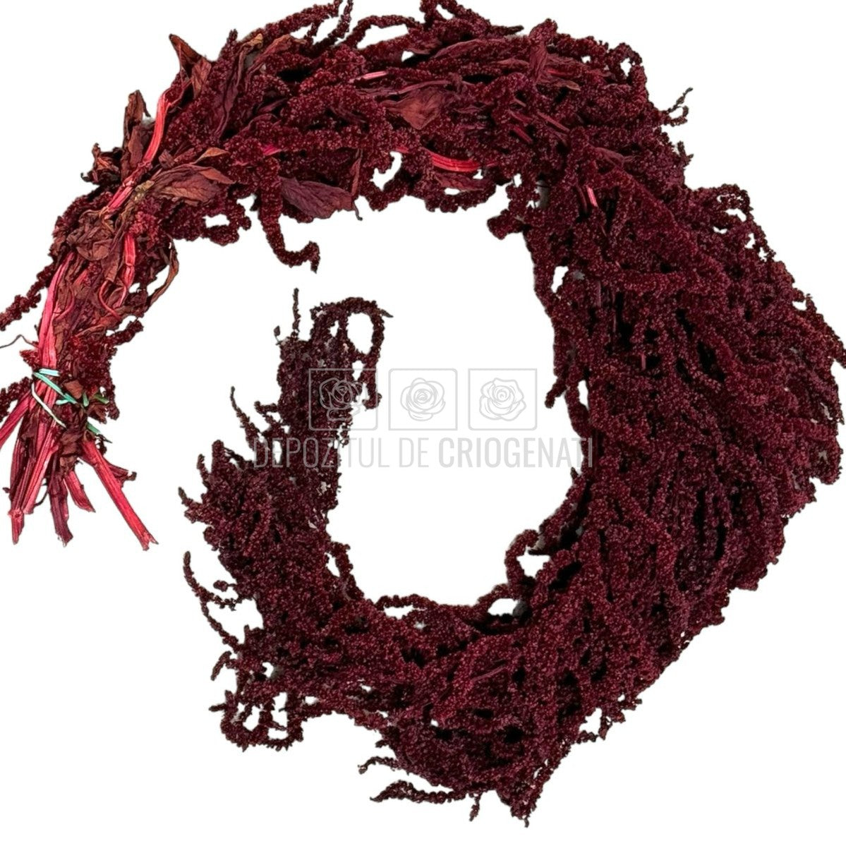 Amaranthus Burgundy (Buchet Criogenat)
