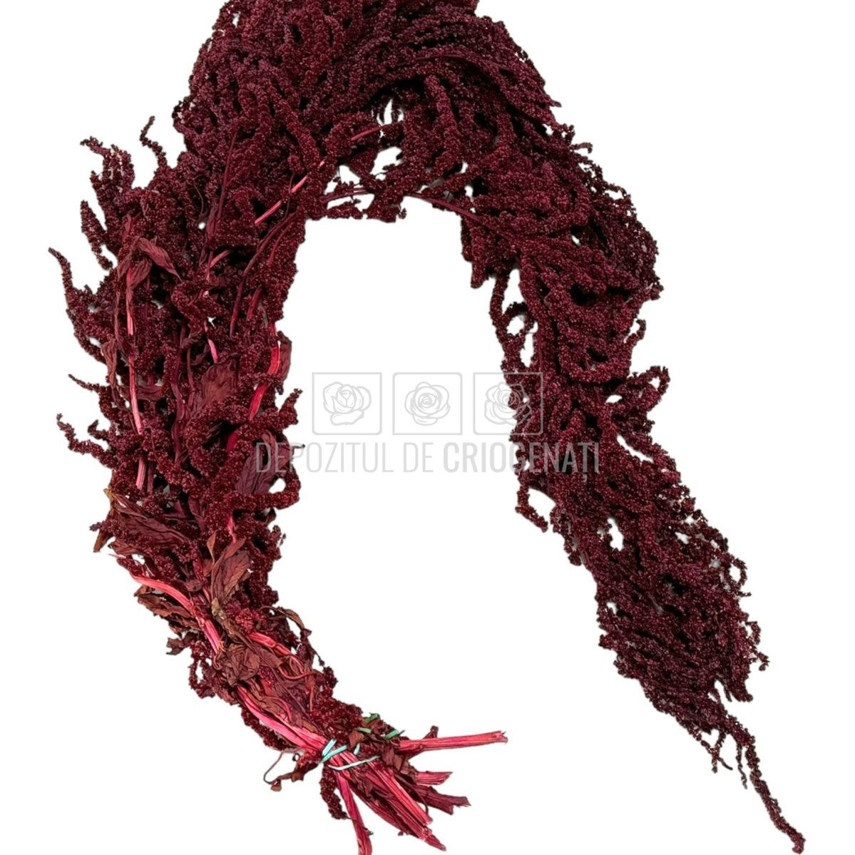 Amaranthus Burgundy (Buchet Criogenat)