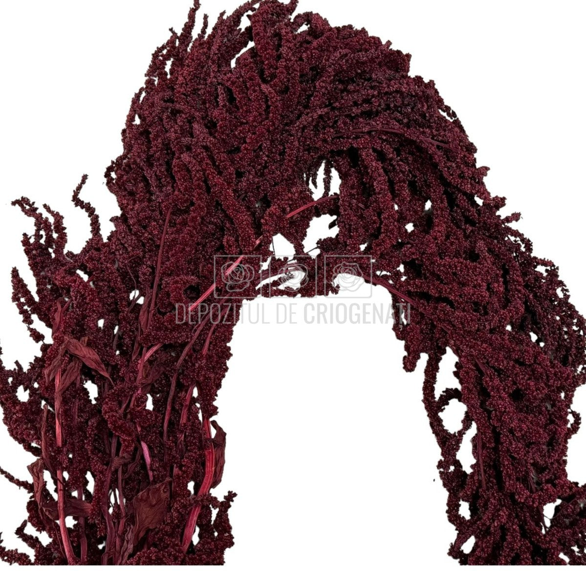Amaranthus Burgundy (Buchet Criogenat)
