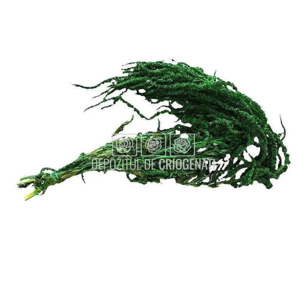 Amaranthus Verde (Buchet Criogenat) - DepozituldeCriogenati.ro