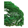 Amaranthus Verde (Buchet Criogenat) - DepozituldeCriogenati.ro