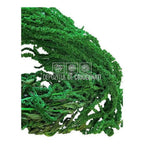Amaranthus Verde (Buchet Criogenat) - DepozituldeCriogenati.ro
