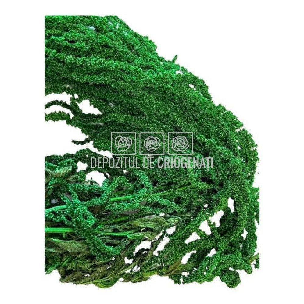 Amaranthus Verde (Buchet Criogenat) - DepozituldeCriogenati.ro