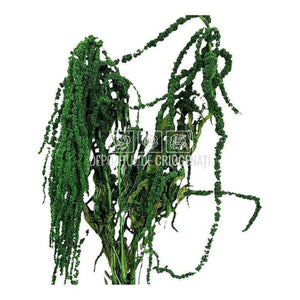 Amaranthus Verde (Buchet Criogenat) - DepozituldeCriogenati.ro