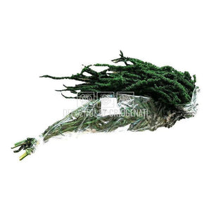 Amaranthus Verde (Buchet Criogenat) - DepozituldeCriogenati.ro